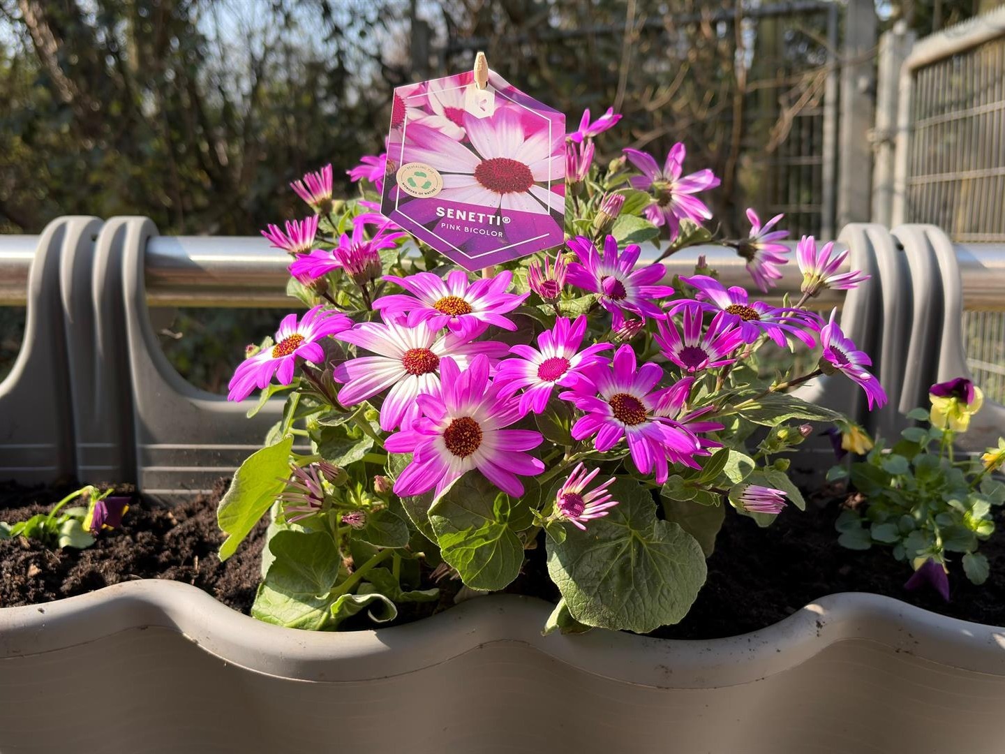 Blumen und Kräuter für unser Zuhause